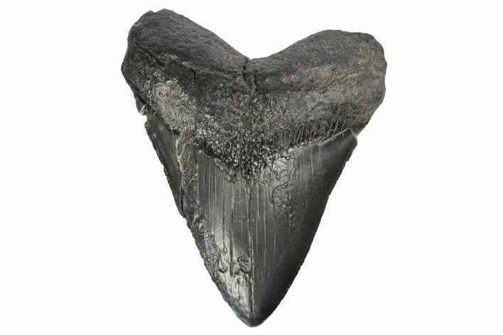 Fossil Megalodon Tooth - South Carolina #168210